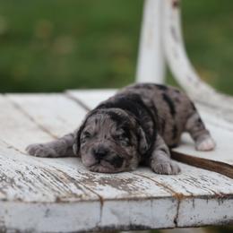 Patches - Merle male Whoodle puppy in West Bend, Iowa from Blue Skies Terriers