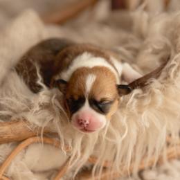 Brown collar Male- Teddy - Sable male Pembroke Welsh Corgi puppy in Waverly Hall, Georgia from 6g Ranch Corgis