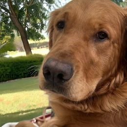 Violet - Golden Retriever