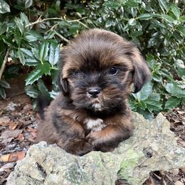 FLORIDA ON HOLD FOR POTENTIAL SHOW - Red female Lhasa Apso puppy in Bell, Florida from Maryann & Kandis