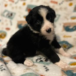 Stevie Nix - fuchsia - Black and white female Border Collie puppy in St. Cloud, Florida from Marcy's Border Collies