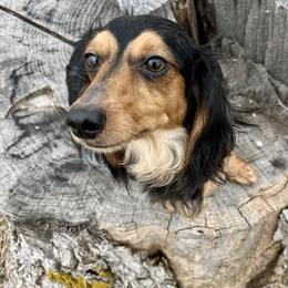 Zoe - Dachshund