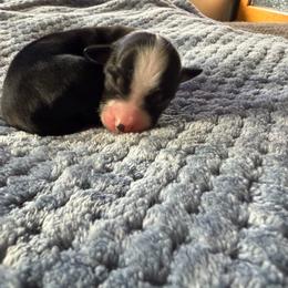Molly - Black tri female Miniature American Shepherd puppy in Milton Freewater, Oregon from Sparkling Cross Toy & Mini Aussies