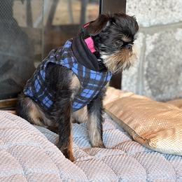 Brussels Griffon and French Bulldog All Grown Up from Team Grubb Frenchies / Grubb's Grumpy Griffs