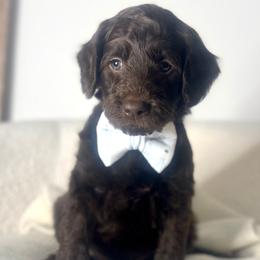 Isaiah - Chocolate male Assorted Doodle Crosses puppy in West Monroe, Louisiana from Southern Haven Doodles