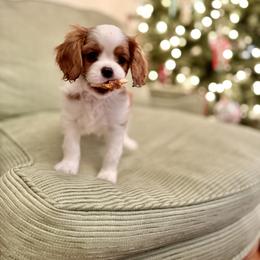 Cavalier King Charles Spaniel and Cavapoo Puppies from Waggin Tails
