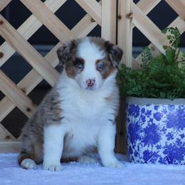 January - Red merle female Australian Shepherd puppy in Circleville, Utah from Canyon Creek Aussies