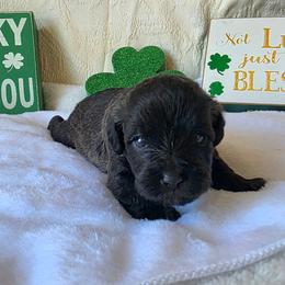 Monica ( Purple collar) - Black and white female Schnoodle puppy in Novinger, Missouri from Stormi Sky Schnoodles