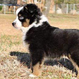 Poodles and Toy Australian Shepherds from McClain Ranch
