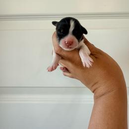 Liberty - Black and tan female Pembroke Welsh Corgi puppy in Red Bluff, California from Wilder Ranch Corgis