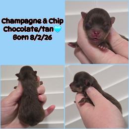 Boy 2 - Chocolate and tan male Pomeranian puppy in Washington, North Carolina from Grace's Poms🐾💕