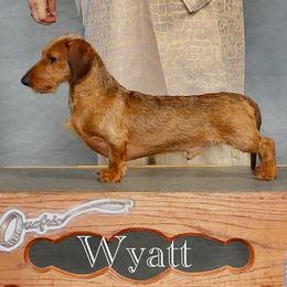 Wyatt - Dachshund