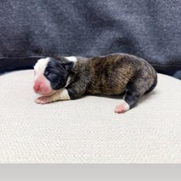 Waylon - Brindle and white male American Corgi puppy in Pahrump, Nevada from Desert Sunset Corgis