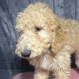Orange collar - Goldendoodle puppy in Oklahoma from Helios Doodles