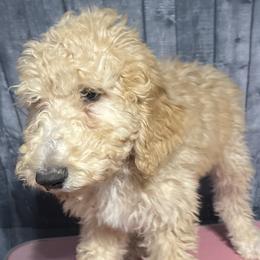 Orange collar - Goldendoodle puppy in Oklahoma from Helios Doodles