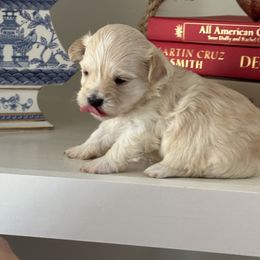Honey - Cream female Maltipoo puppy in Wendell, North Carolina from Teddys Teddy Bears