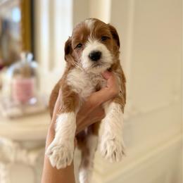 LUPINE - Parti male Goldendoodle puppy in Independence, Oregon from ANKENY DOODLES