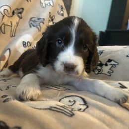 Boy 3 - Liver and white male English Springer Spaniel puppy in Las Vegas, Nevada from Legacy