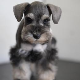 Miniature Schnauzer Puppies from Snowflake Schnauzers