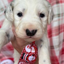 Comet - White and black male Dalmatian puppy in Bremen, Georgia from Clark’s Dalmatians