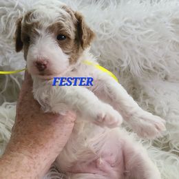 Fester - Parti male Poodle puppy in Mansfield Center, Connecticut from Arrfs Poodles