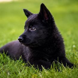Lime Purple Collar - Black female German Shepherd puppy in Casscoe, Arkansas from Crown H Shepherds