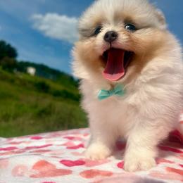 Blue and tan Merle Parti - Professor - Blue merle male Pomeranian puppy in Maynardville, Tennessee from Knox Posh Poms