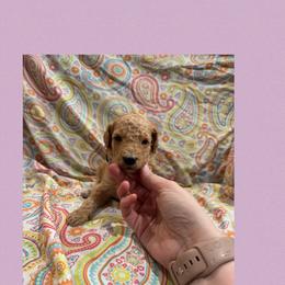 Akc Standard poodle Flounder - Apricot male Poodle puppy in Harrisburg, Arkansas from Ransone’s Ridge Runners Poodles and Doodles