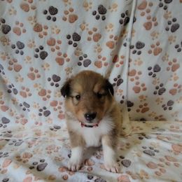 Pink - Sable female Collie puppy in Kalispell, Montana from Boorman Mountain Kennel