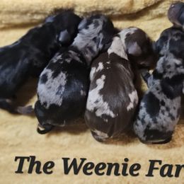 Dachshunds from The Weenie Farm
