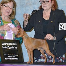 Seamus - Miniature Pinscher