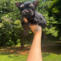 Blue Boy READY NOW - Black and tan male Yorkshire Terrier puppy in Cornelia, Georgia from Kruz Kennels