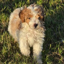 Rose - Parti female Goldendoodle puppy in Forney, Texas from Cityline Goldendoodles