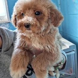 Coco - Apricot female Goldendoodle puppy in Milwaukwe, Wisconsin from Wisconsin Doodles