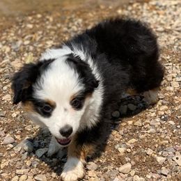 Australian Shepherds and Pembroke Welsh Corgis from Country Loyal K-9’s