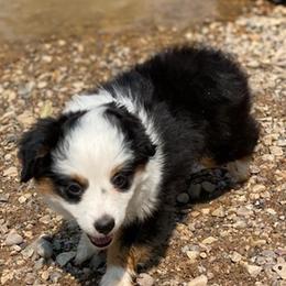 Australian Shepherds and Pembroke Welsh Corgis from Country Loyal K-9’s