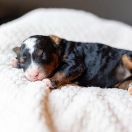 Millie - Tri-color female Bernedoodle puppy in Narvon, Pennsylvania from CBKB Bernedoodle’s