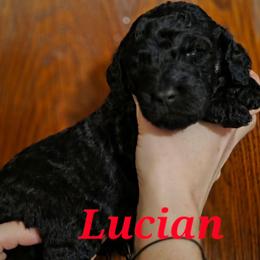 Lucian - Phantom male Poodle puppy in New York from Powder Puff Poodles