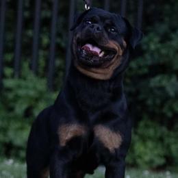 Rottweiler puppies from Von Gottlich Rott