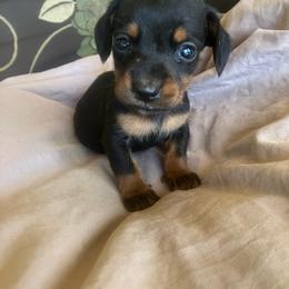 Trapper - Black and tan male Dachshund puppy in Brave, Pennsylvania from Maple Moon Mini Dachshunds
