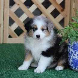 Honda - Blue merle male Australian Shepherd puppy in Circleville, Utah from Canyon Creek Aussies