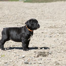 Olde English Bulldogge Puppies from ABK Bulldogges