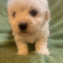 Lime Collar Female - White female Bichon Frise puppy in Brainerd, Minnesota from ACC Ranch