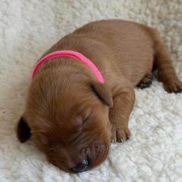 Girl 1 - Dark golden female Golden Retriever puppy in La Verne, California from 4LoveofGoldens