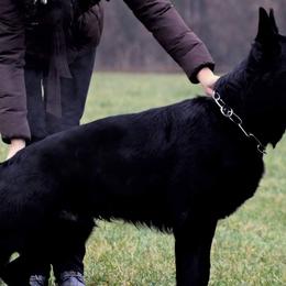 German Shepherds from Pracovni Bohemia German Shepherds