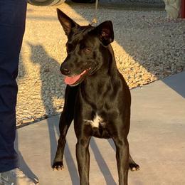 Velvet - Xoloitzcuintli