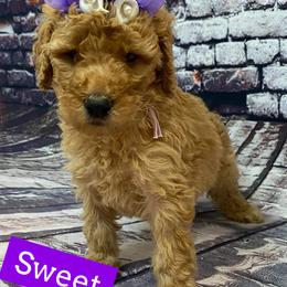 Goldendoodle Puppies from Bear Ridge Doodles