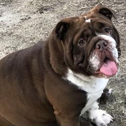 Bulldogs from Bulldogs of English
