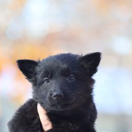 Grenade (White) - Black male German Shepherd puppy in Garrett, Indiana from Devil-Dog Shepherds