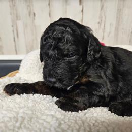 RyanAir - Phantom female Bernedoodle puppy in Flat Rock, North Carolina from Sukisdoodles